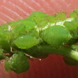 Chaitophorus vitellinae